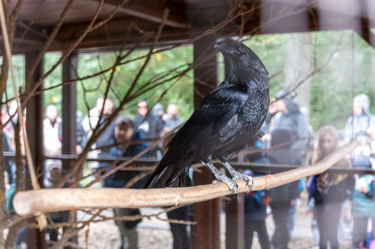 A Körösvölgyi Állatpark hollója, Pákó.