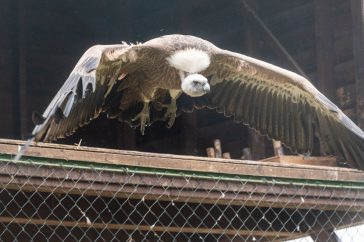 A fakó keselyű szárnyainak fesztávja 3 méter. Ezt be is mutatták a mai látványetetésen.