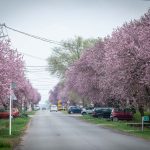 Vérszilvavirágzás Csabacsűdön 2026 március 29-én.