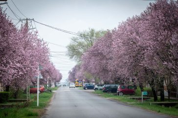 Vérszilvavirágzás Csabacsűdön 2026 március 29-én.