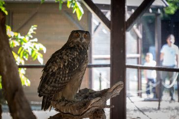 Uhu a Körösvölgyi Állatparkban: az állatok világnapján a fokozottan védett, legnagyobb eurázsiai bagolyfajt mutatták be Szarvason testközelből.