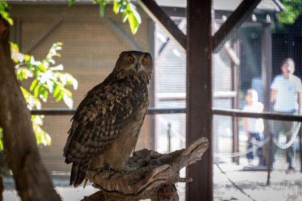 Uhu a Körösvölgyi Állatparkban: az állatok világnapján a fokozottan védett, legnagyobb eurázsiai bagolyfajt mutatták be Szarvason testközelből.