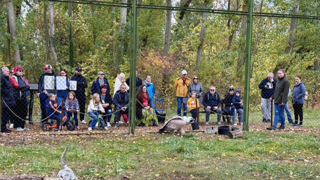 Látványetetés a Körösvölgyi Állatparkban 2026. október 24-én.